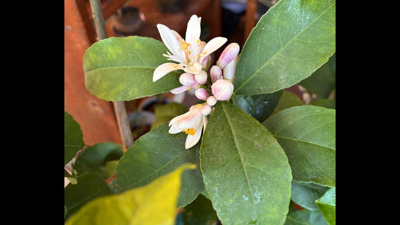 レモンの花が咲いた！ちょこっとスケッチします。