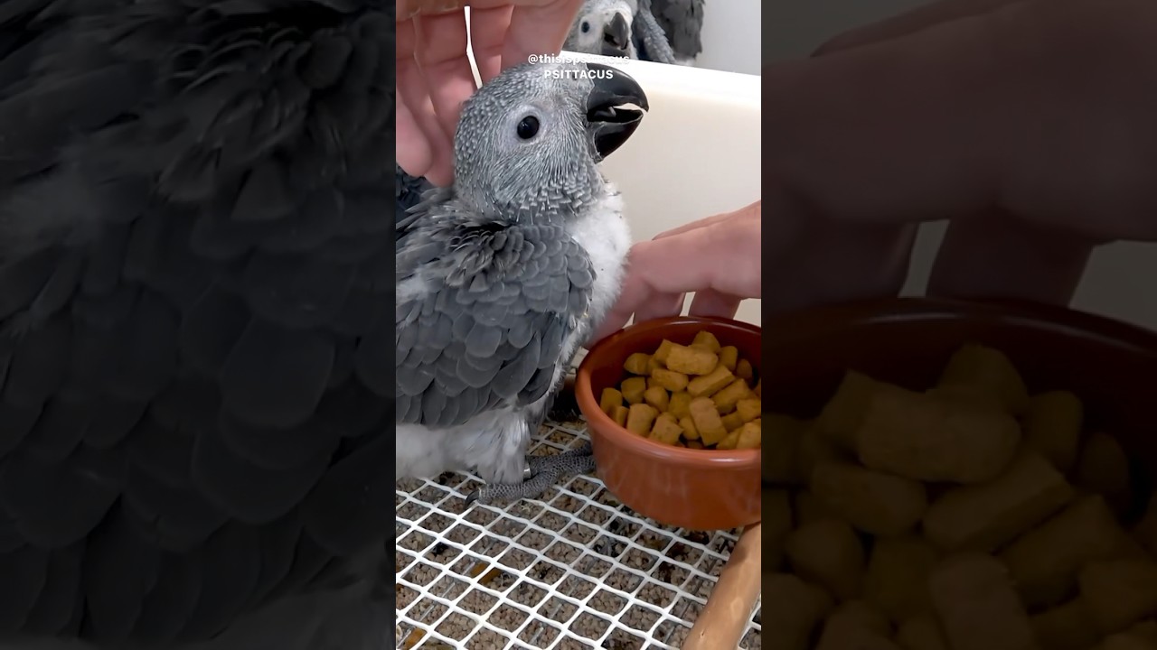 African grey parrot baby one month old weaning pellets #birds