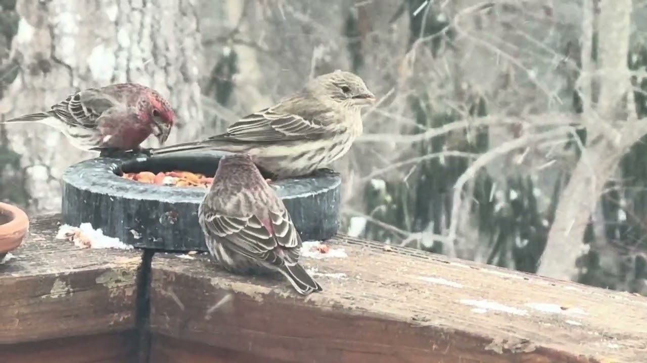 Bluebird & House Finch Winter gathering 