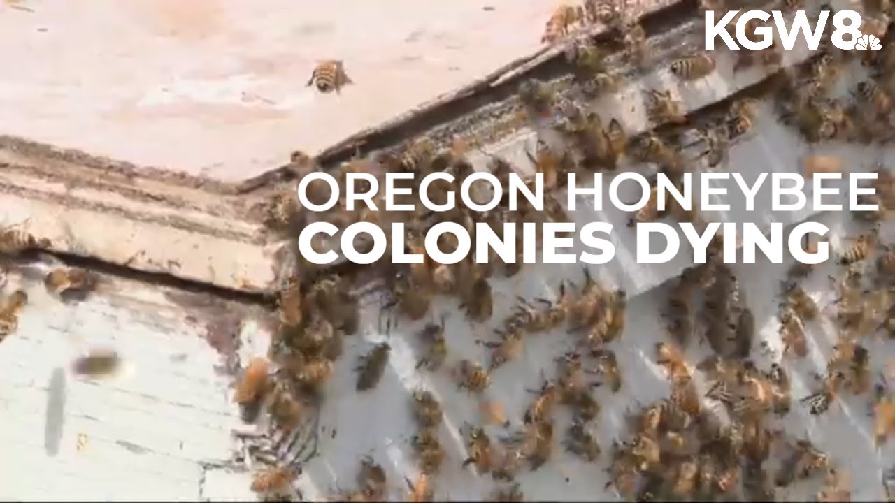 Oregon beekeepers struggling after major bee colony losses