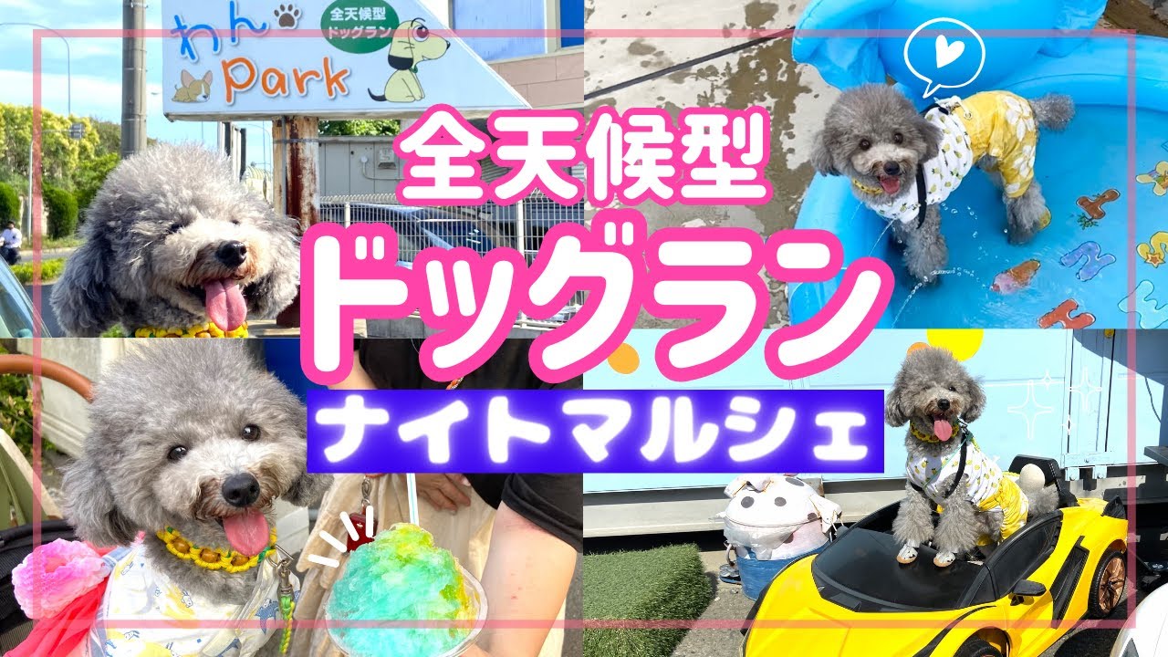 わんParkドッグラン＆プールにナイトマルシェで爆買い楽しすぎた㏌京都府長岡京【犬イベント】
