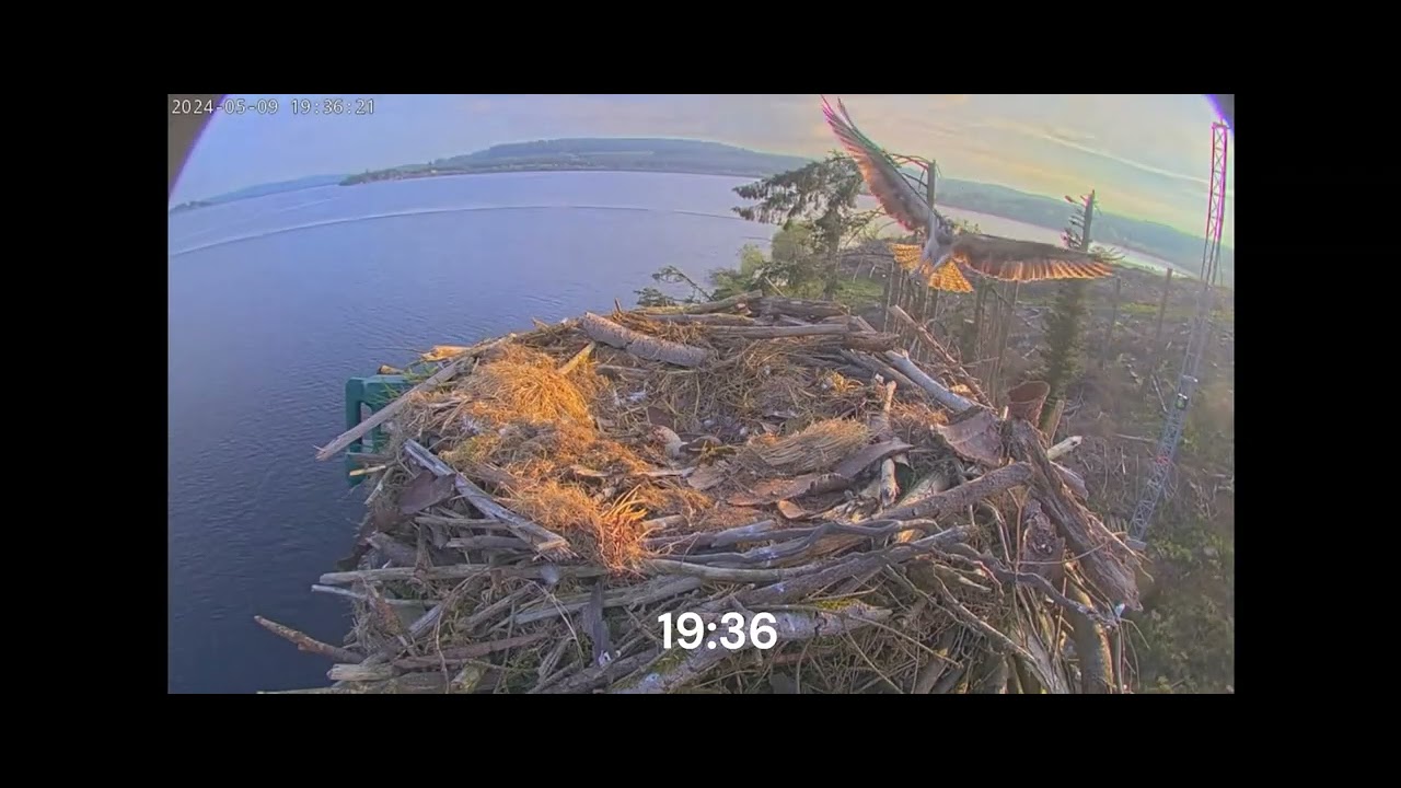 Llyn Brenig osprey nest: Battle for the Nest 09/05/2024