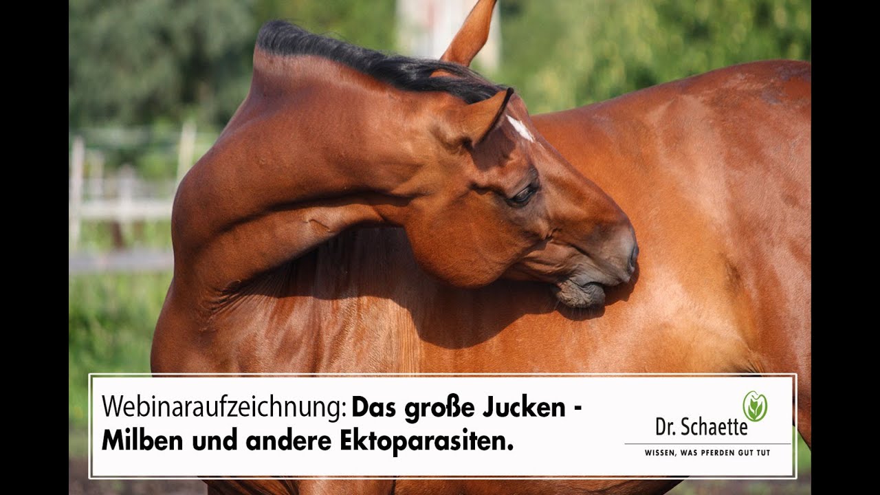 Aufzeichnung Webinar 