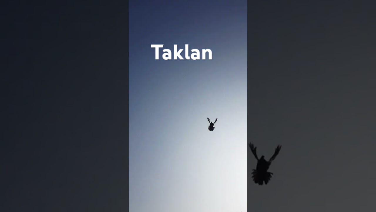 #shortsvideo #pigeon #golekabootar #golubi #birds#golekabutar#kabootar #golekabuter#kabutar#golebazi