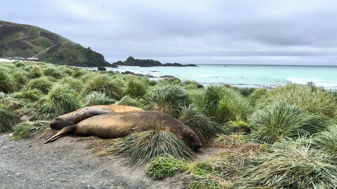 Southern Elephant Seals snoring 南方象鼻海豹打呼 | Macquarie Island | 2024.12.23