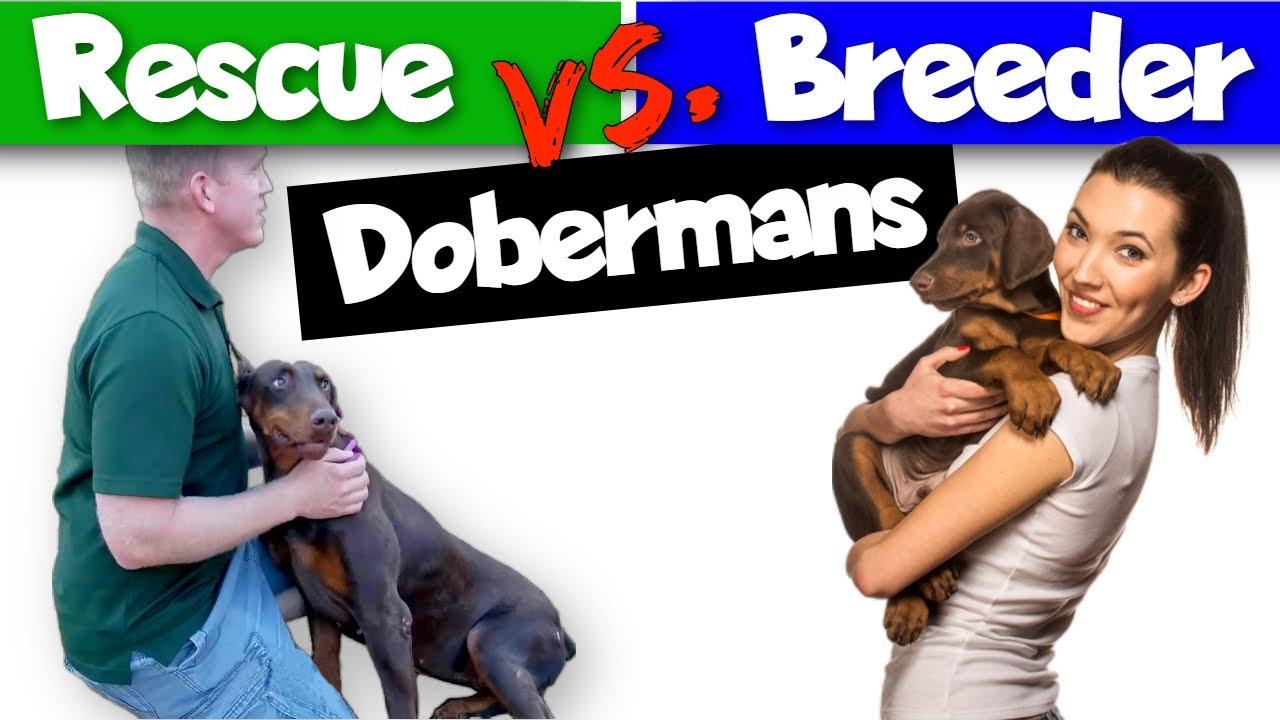 Adopting vs. Buying a Doberman: Which is Better?
