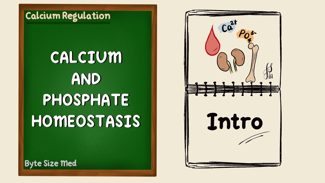 Calcium and Phosphate Homeostasis | Intro to Calcium Regulation | Endocrine Physiology