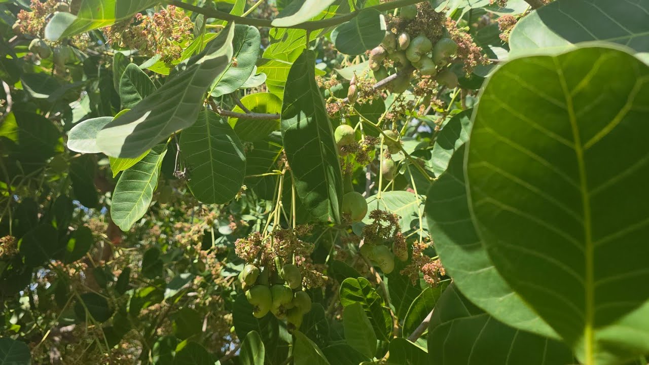 168 ស្វាយចន្ទី ថែទាំអោយចេញផ្លែចង្កោម 0975439797