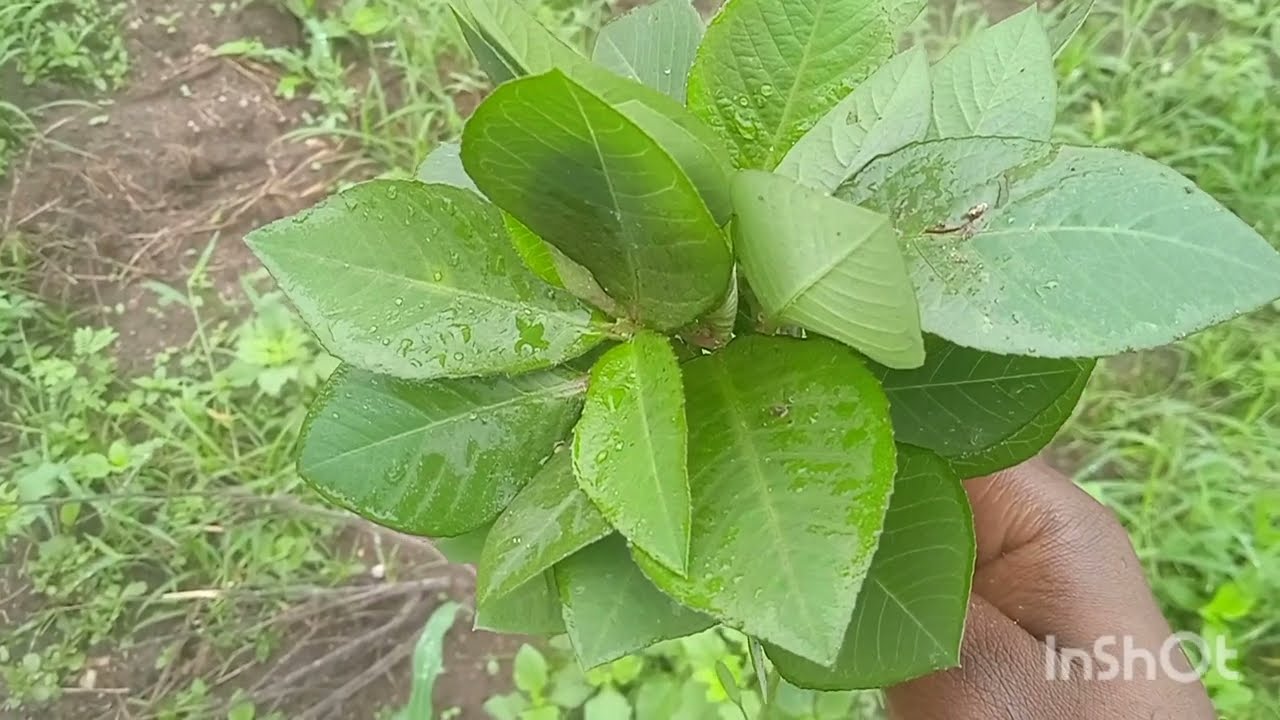TWAGIYE MWISHAMBA kurondera umuti wishano , urashka Ku wumenya? Raba nturambirwe 