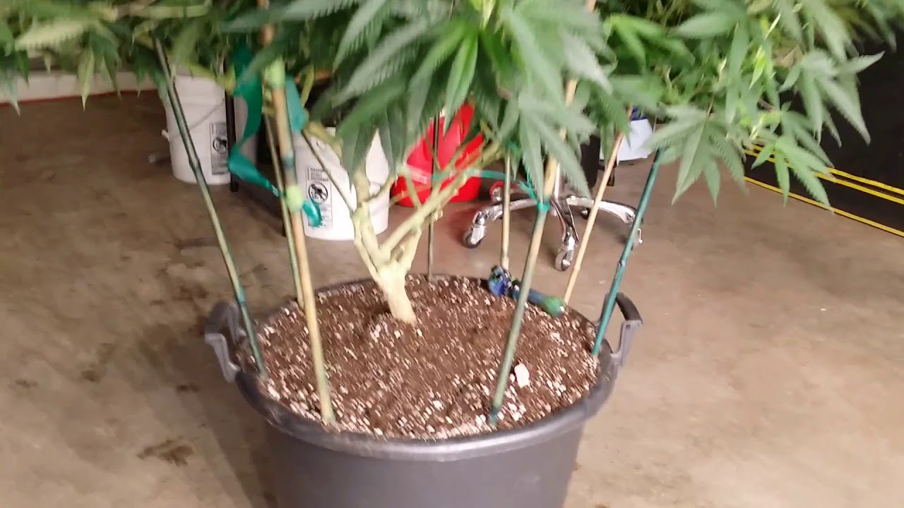 Pyramid Tut in Doc Bud's High Brix Soil week one of bloom