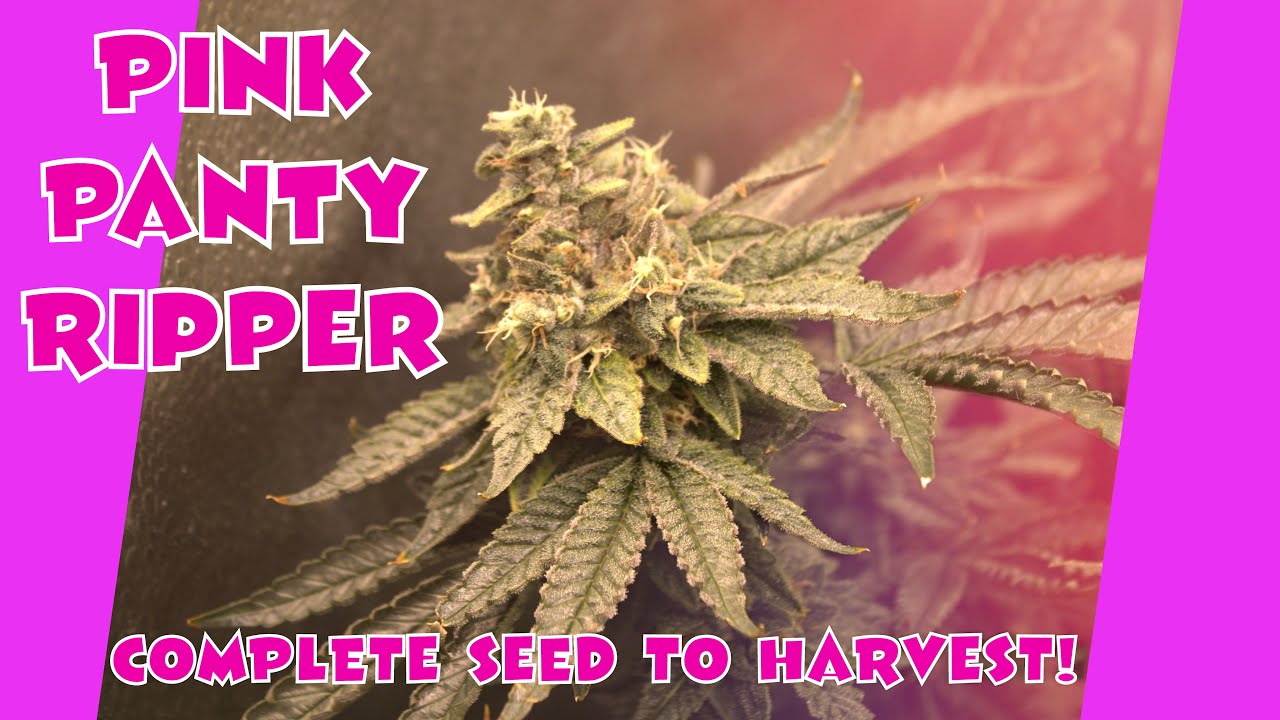 Pink Panty Ripper | The Complete Seed to Harvest!