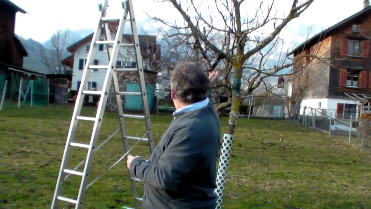 Schneiden im Garten 2011 - Apfelhochstamm WIldmauser 1v6