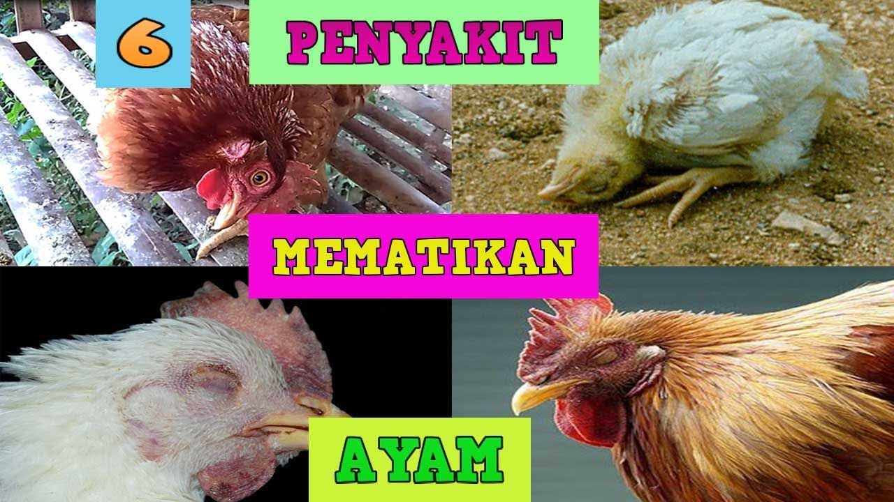 6 Penyakit Yang Paling Sering Menyerang Ayam [Penyebab, Gejala, Pencegahan, dan Pengobatan]