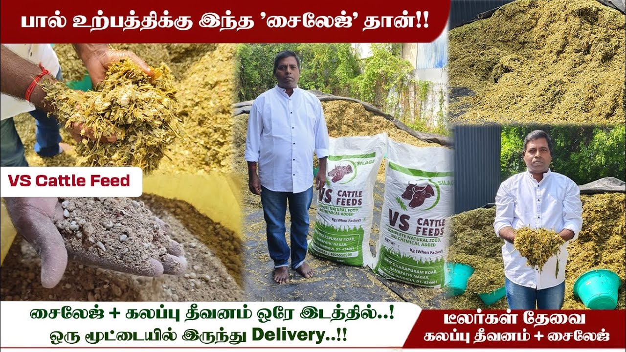 🐄🌽 மாடுகளுக்கு இந்த 