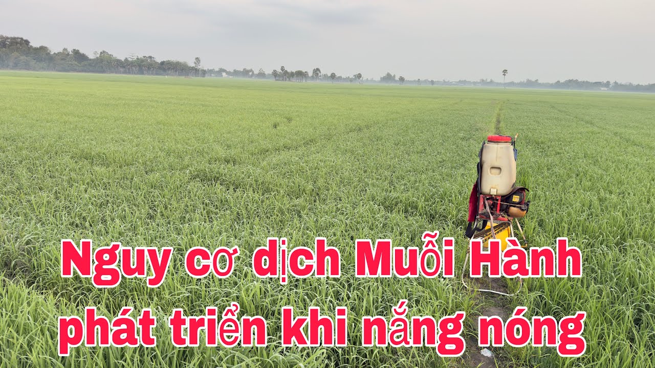 Phun phòng muỗi hành cho lúa đông xuân 