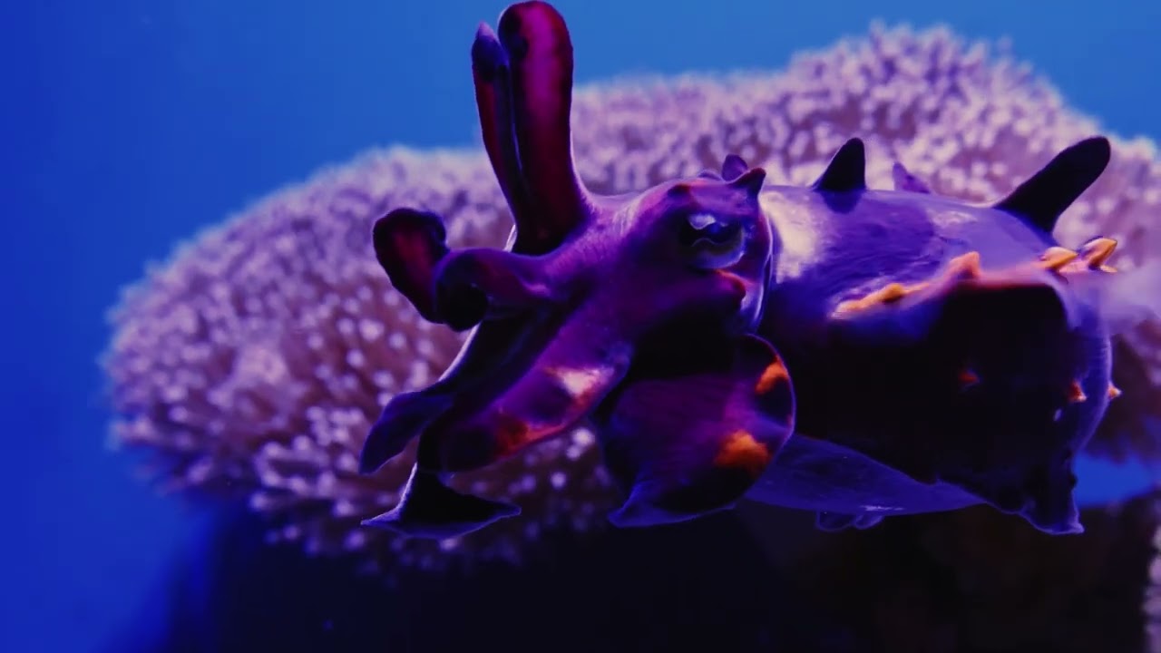 Spineless | New York Aquarium (15h)