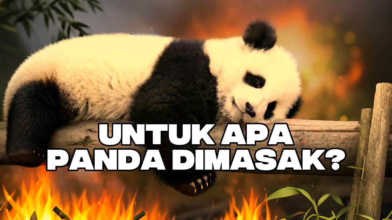 Gotowanie pand z Chin!!!!! Jak smakuje mięso pandy?