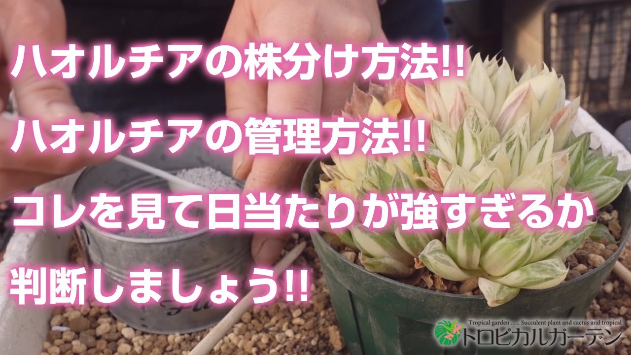 【多肉植物】ハオルチアの株分け方法!!ハオルチアの管理方法!!環境が合っているかはコレを見て判断しましょう!!【ガーデニング】トロピカルガーデン