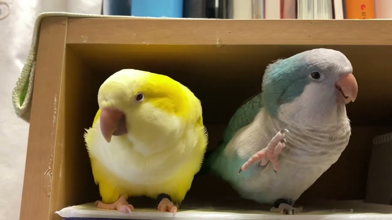 어쩜 그리 말을 잘하니?#앵무새 #parrot #퀘이커 #말 잘하는 앵무새