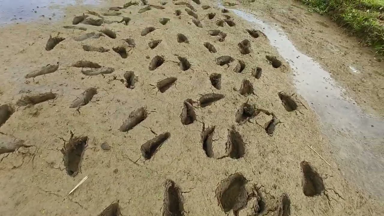 Barefoot in Mud (2025-12-16 11-17-09)