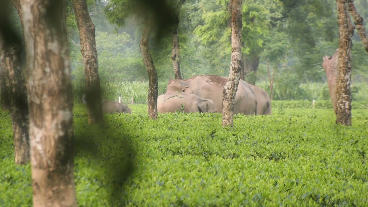 Elephant Vlog