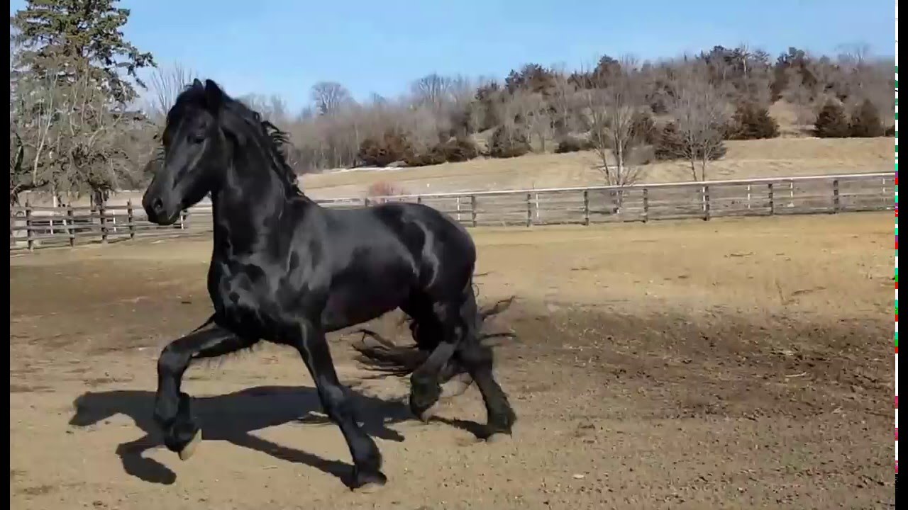 Martzen - 4 year old 17 hand Purebred Friesian Stallion Standing At Stud