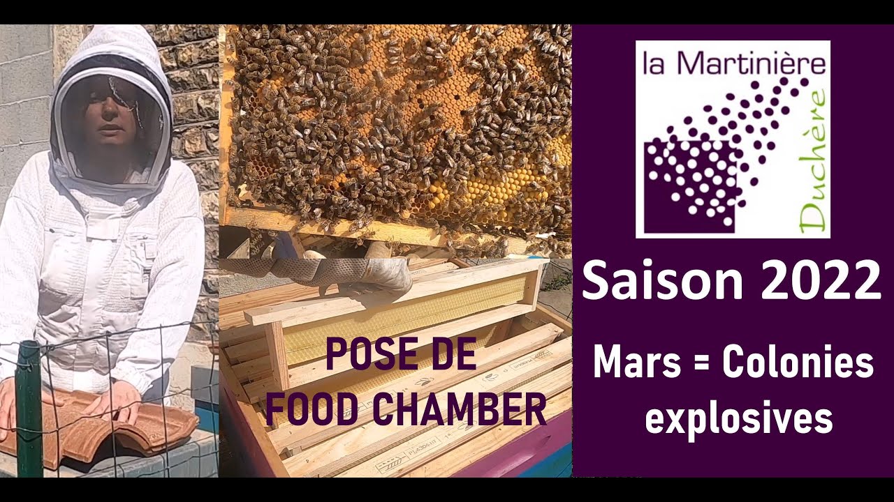 Mars 2022 aux Ruches de la Duch' : colonies explosives !
