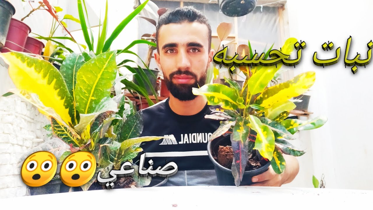 زراعة نبات الكروتون في المنزل (نبات تحسبه صناعي😲)