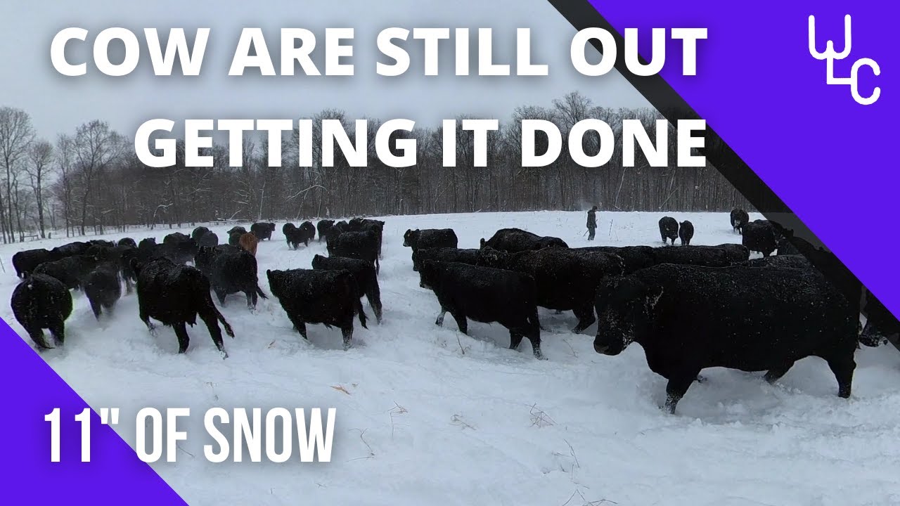 Winter Snow Grazing!! Thinking about quitting Youtube!!