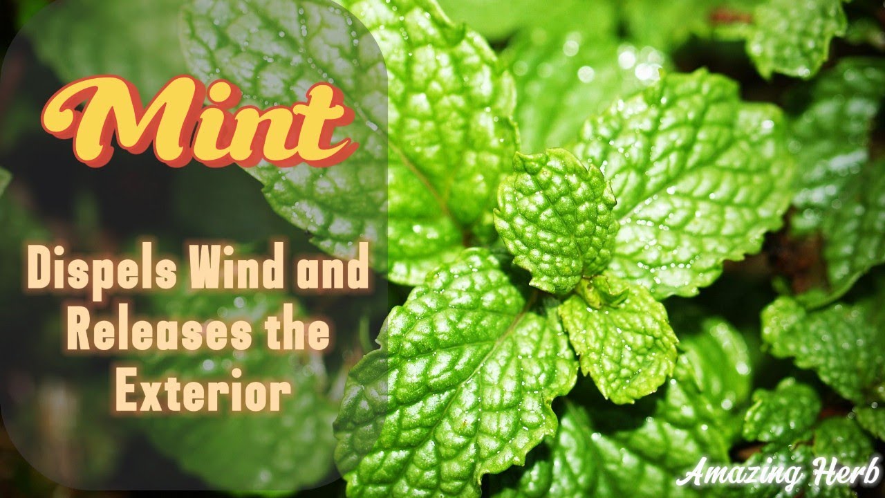 Amazing Herb |Mint| Traditional Chinese Medicine