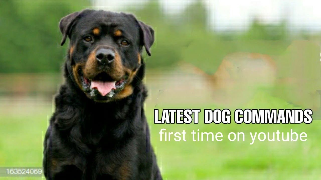 Smart Rottweiler understands everything I say.
