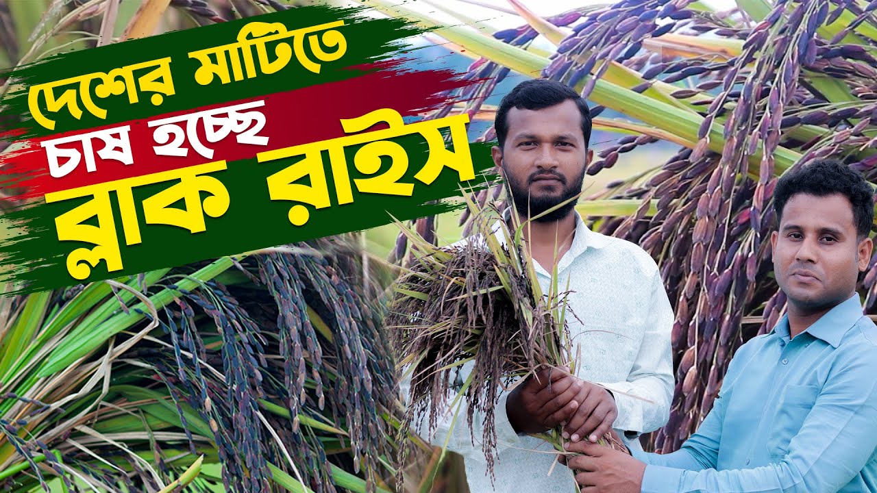 দিনাজপুরে ১ম বার ‘ব্ল্যাক রাইস’ বা কালো ধান চাষে সাফল্য দেখছে শিক্ষিত উদ্যোক্তা | Black Rice Farming