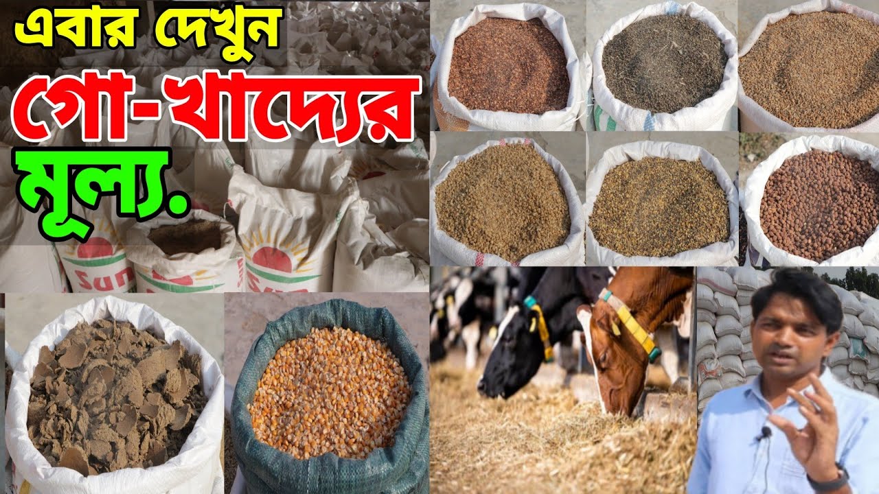 161-গরুর দানাদার খাদ্যের খুচরো ও পাইকারি মূল্য জেনেনিন- মৃত্তিকা এগ্রো ফিড পাবনা। Onusondhan Tv...