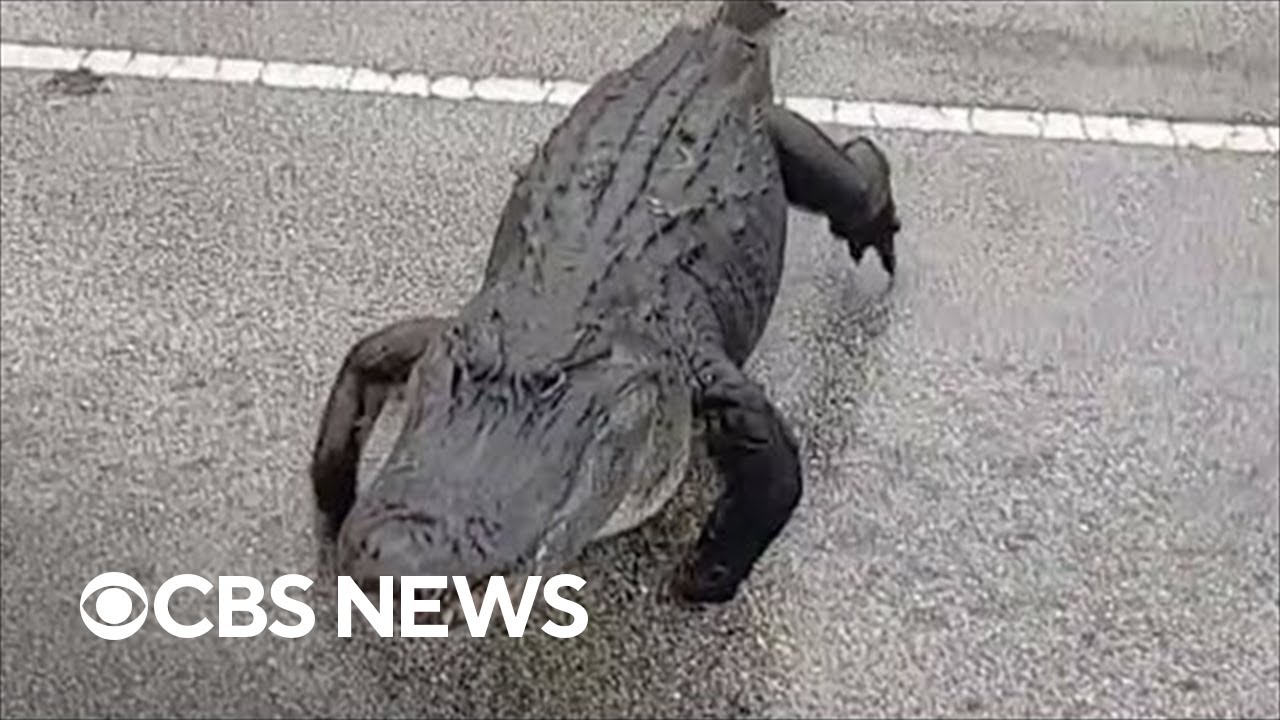 10-foot alligator crosses the road in Florida