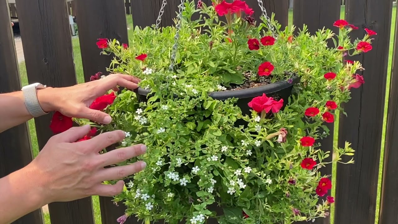 Hanging Basket Update 🐛🍃🌸Budworms and Yellow Leaves