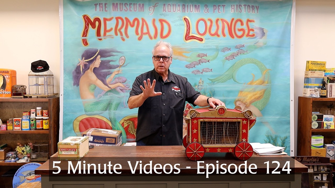 5 Minute Videos - Episode 124