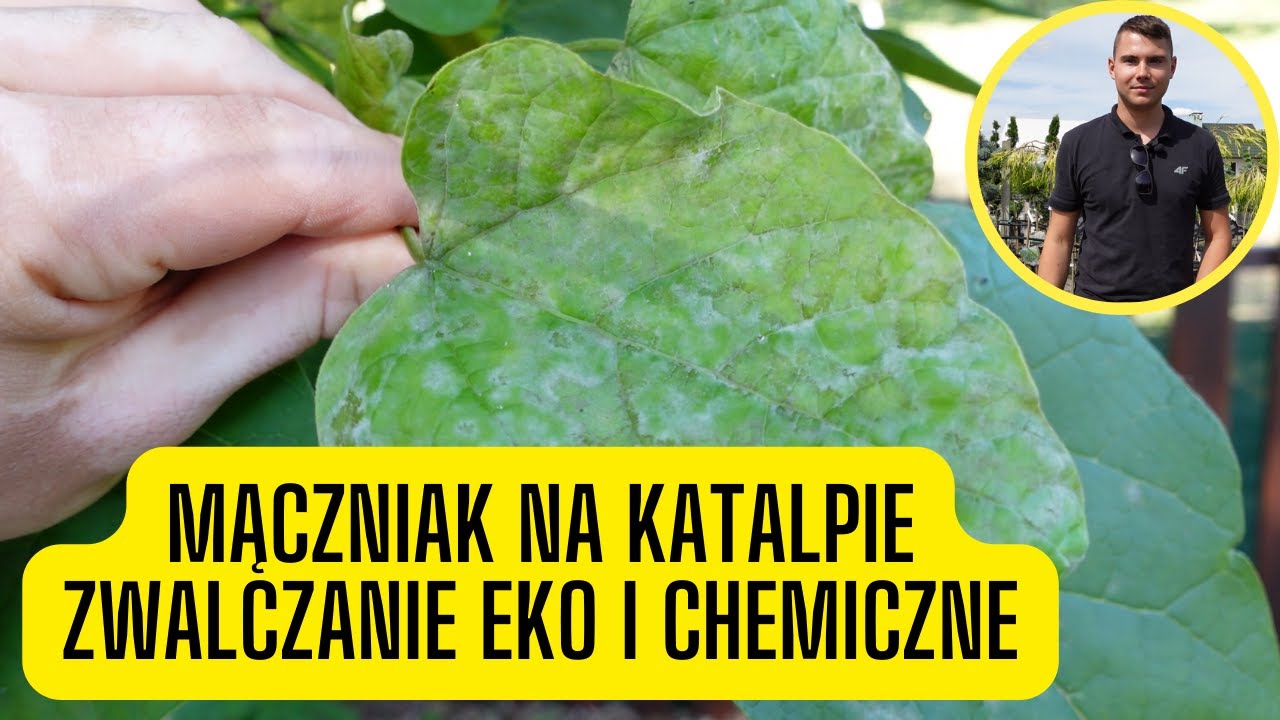 Mączniak na Katalpie – zwalczanie ekologiczne i chemiczne. Biały nalot i pokręcone liście na surmii
