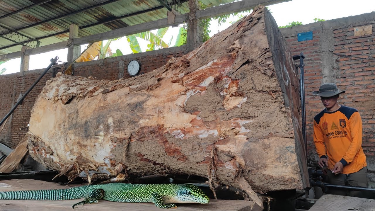 Big monster split trembesi wood found in Appalachian Region