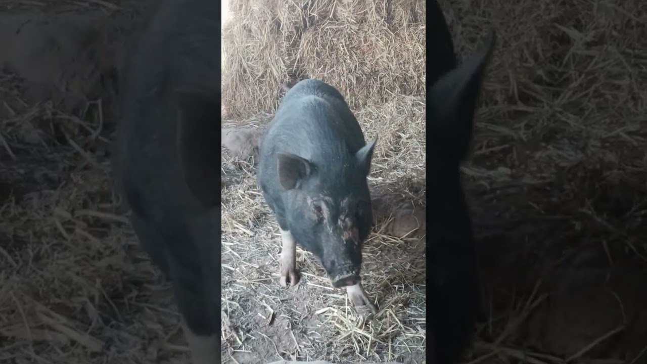 หมูสร้างรังเตรียมคลอดลูก