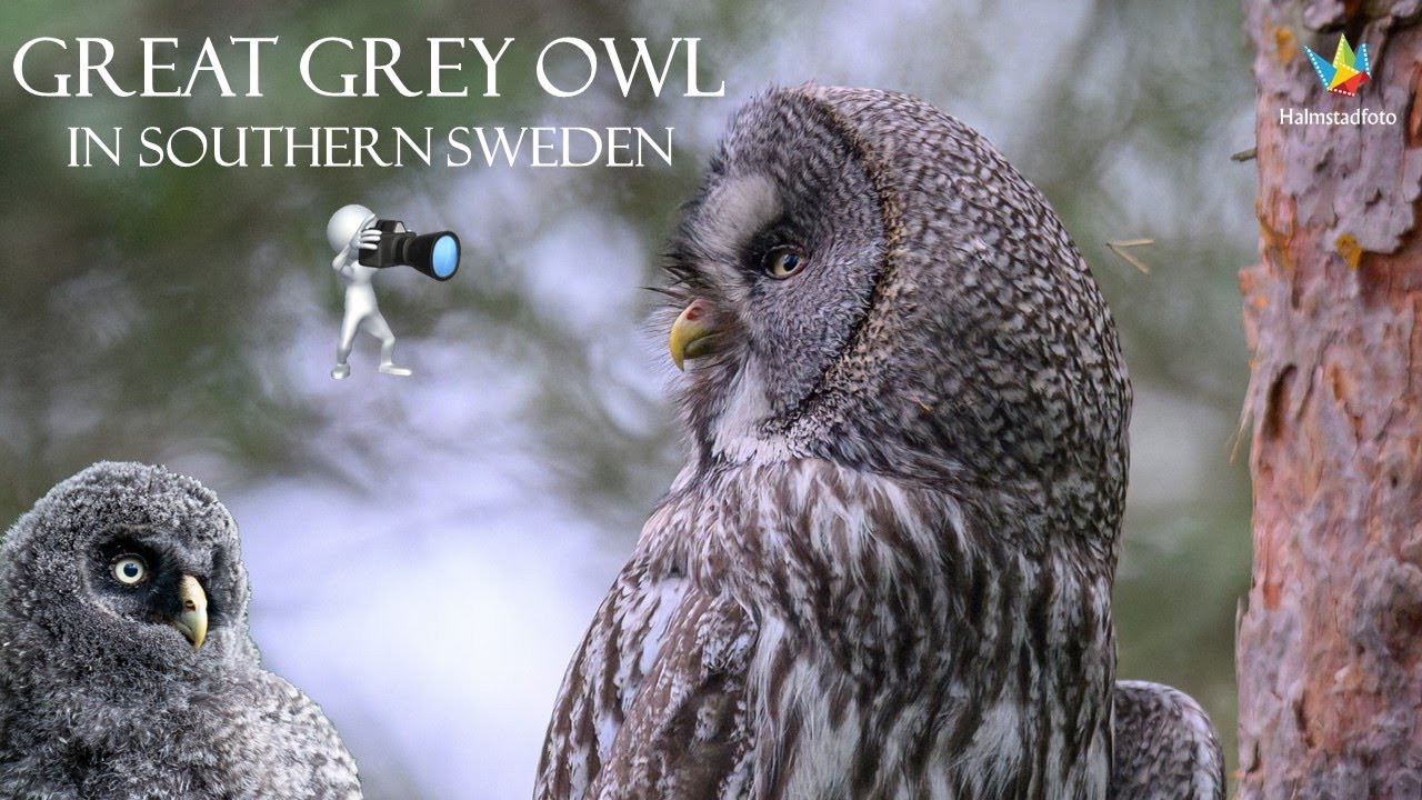 WILDLIFE PHOTOGRAPHY THE AMAZING GREAT GREY OWL  - Lappuggla (Sweden). Nikon Z9