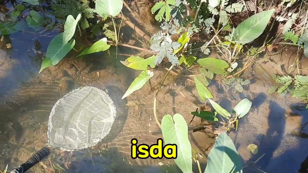 Manghuhuli kami ng malilit na isda sa ilog kasama ang bunso kong anak at sumama rin ang aso namin😀