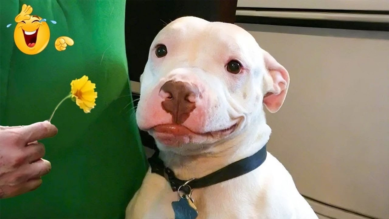 Hilarious Dog Moments That Turned Normal Days Into Chaos 🐶😂