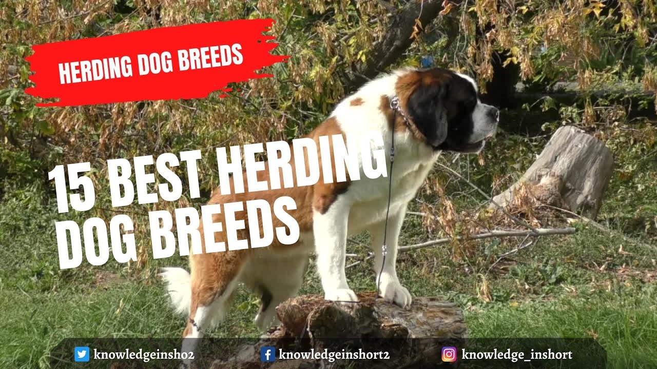 15 Best Herding Dog Breeds for kids