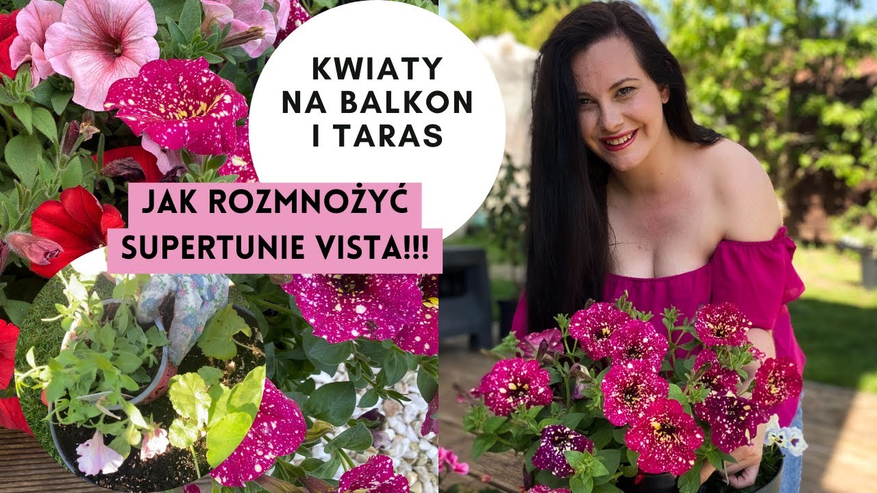 Kwiaty na balkon i taras 🌸 Pelargonie! Petunie! Jak rozmnożyć sadzonki Supertunia Vista!