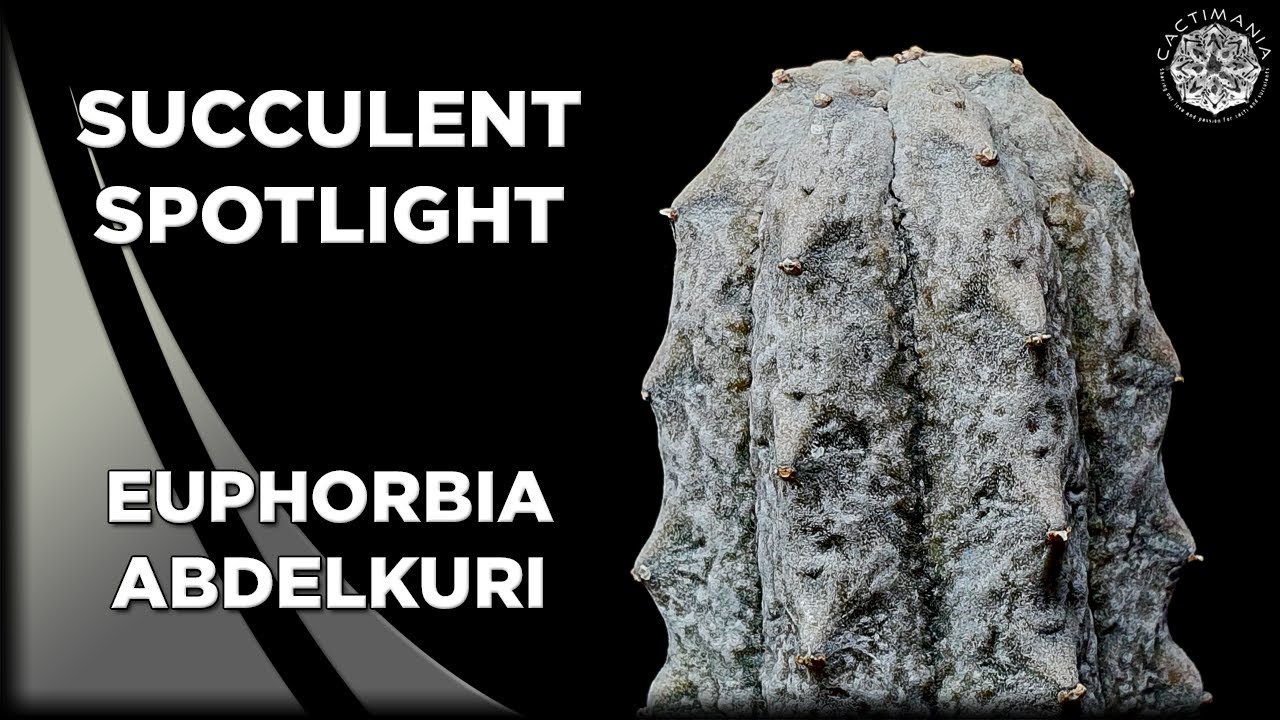Succulent Spotlight - Euphorbia Abdelkuri | #Cactus & #Succulent Collection