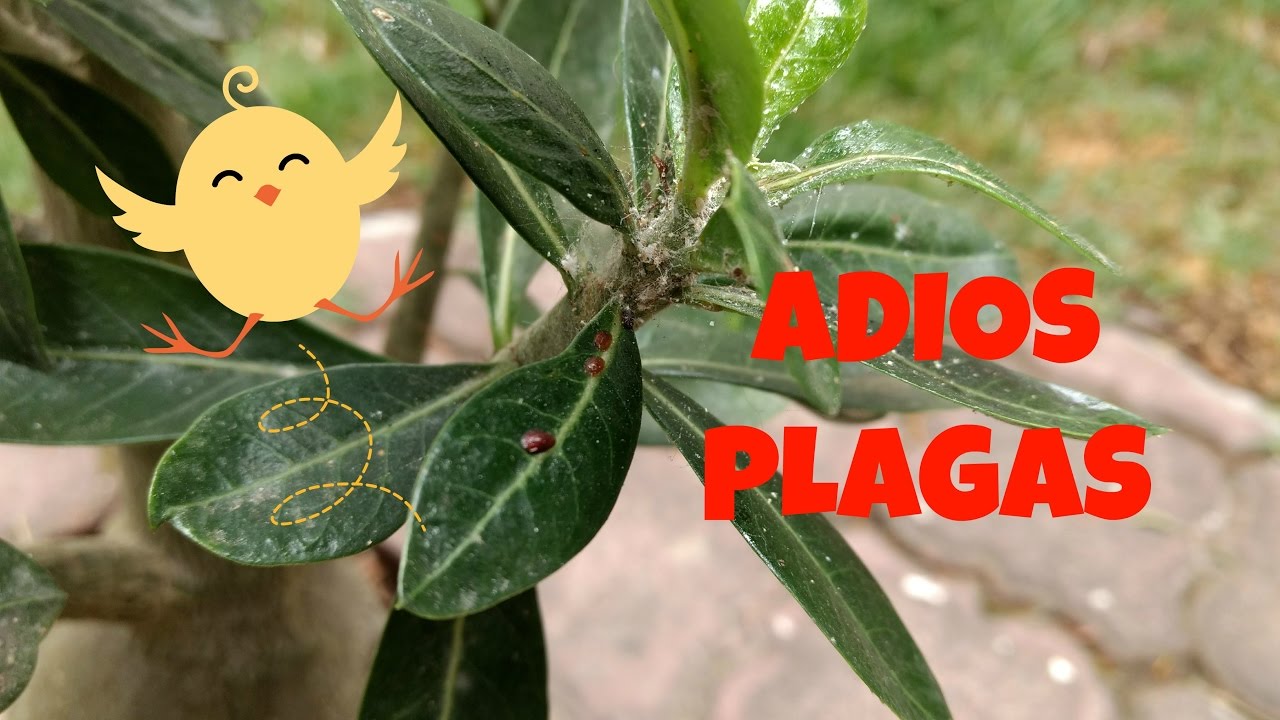 Como eliminar la cochinilla de tu Adenium Obesum