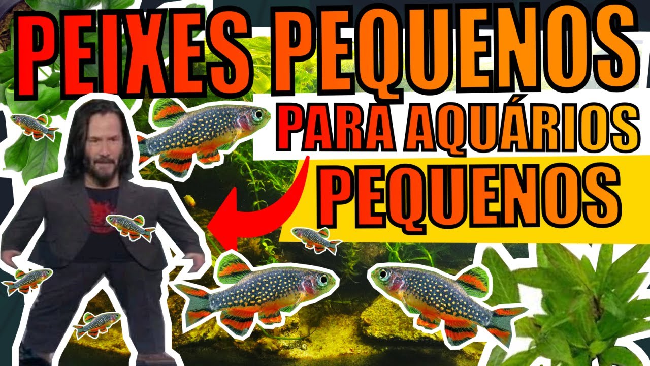 🔴TOP 5: PEIXES PEQUENOS PARA AQUÁRIOS PEQUENOS |Mr. Betta|