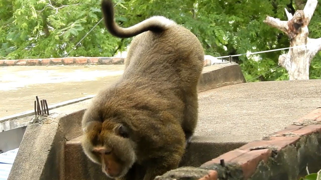 Do You Remember a This Monkey, His Name Apahi, Real Pigtail Monkey