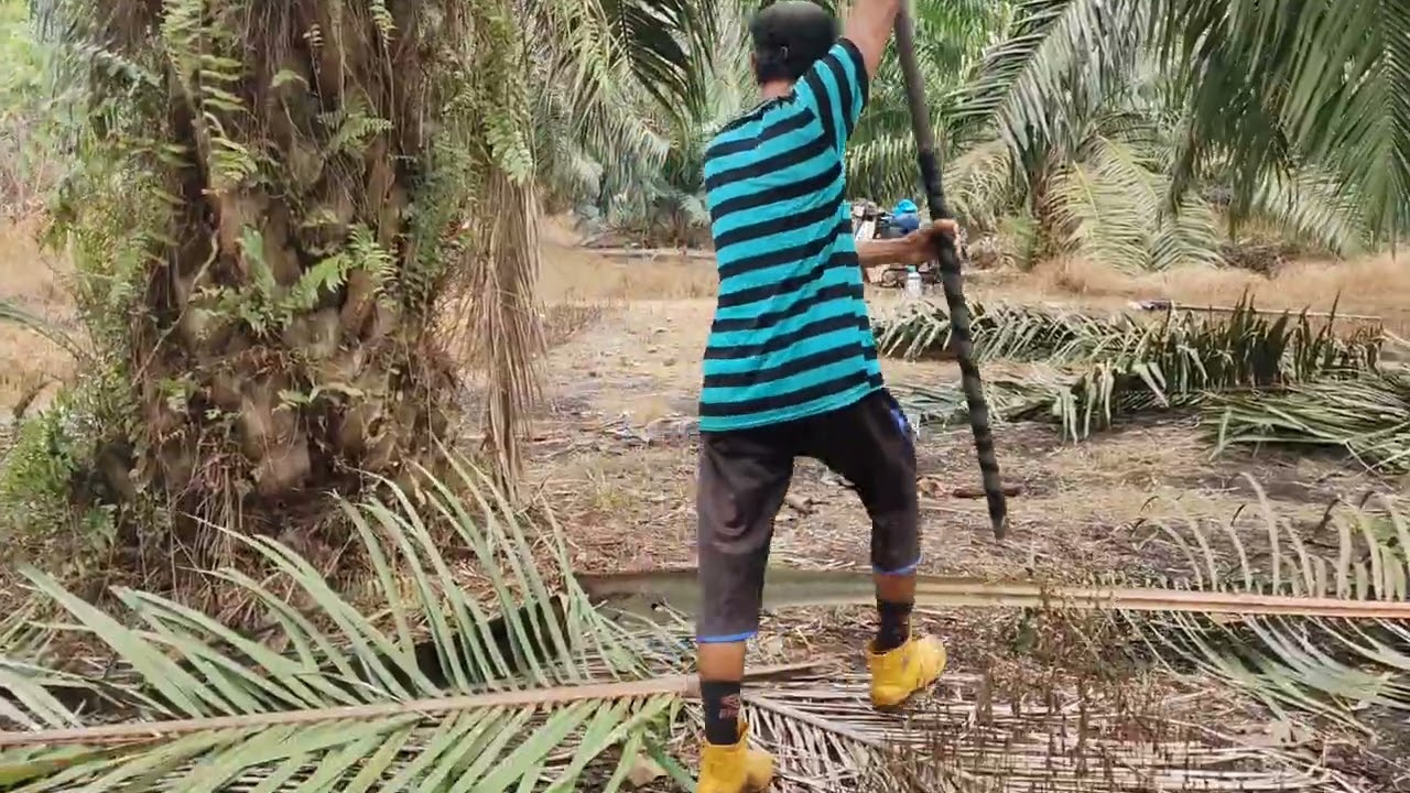 Pruning pokok #rendah umur 8 tahun dan pisau egrek harus #tajam  