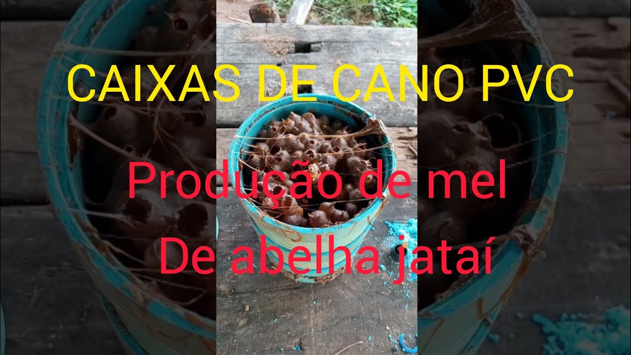 MEL de jataí nas caixas de CANO PVC